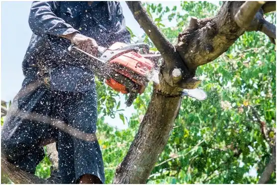 tree services Leon Valley